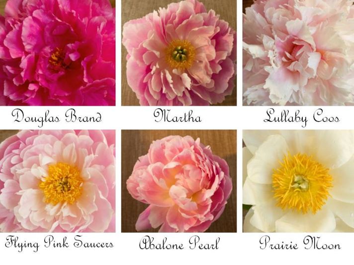 Romantic wedding flowers- peonies in shades of ivory, pink, coral, and yellow