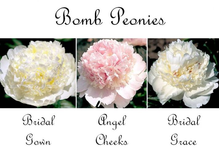 Dramatic and romantic bomb peony wedding flowers