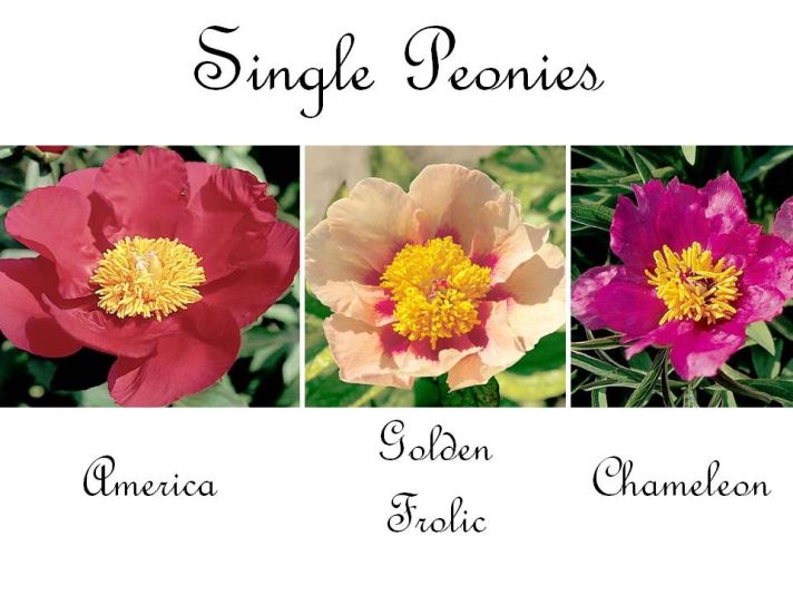 Single peonies are the most delicate, perfect for a romantic garden wedding