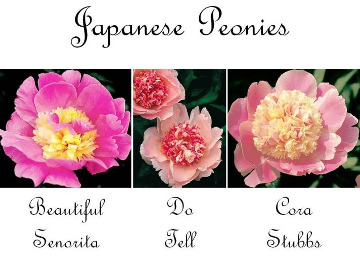 Exotic Japanese peony wedding flowers