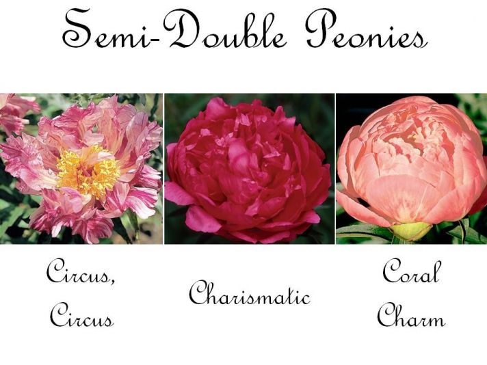 Hot pink, deep red, and coral semi-double peonies for your wedding