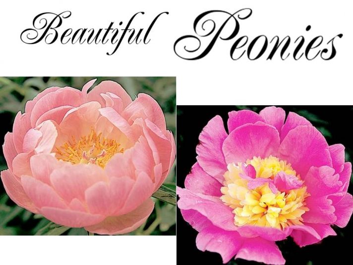 Stunning pink, coral, and yellow peonies for your wedding