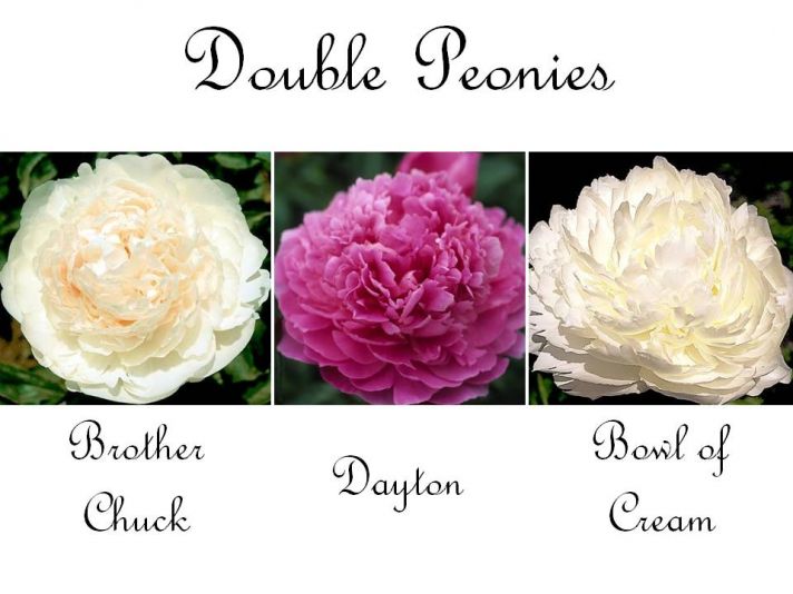 Full ivory, cream, and pink double peony wedding flowers