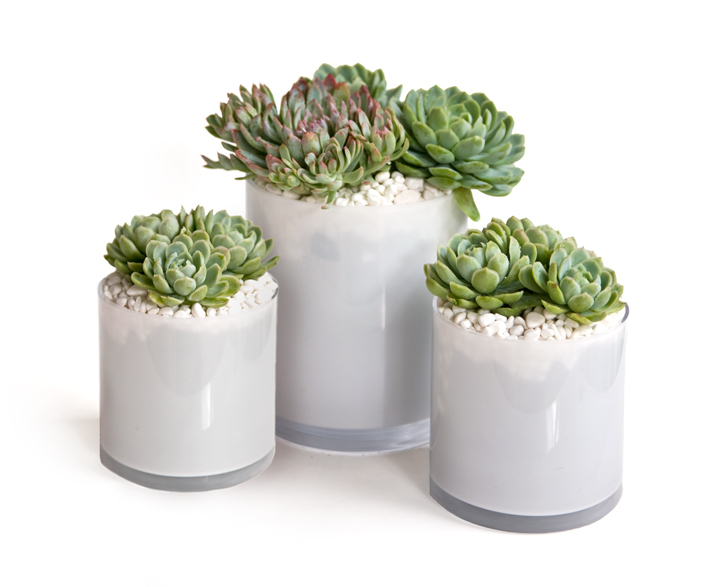 Easy DIY centerpiece idea- Lovely green and purple succulents arranged in white glass vases