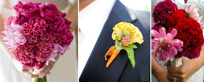 Beautiful bridal bouquets and groom’s boutonniere with celosia flowers