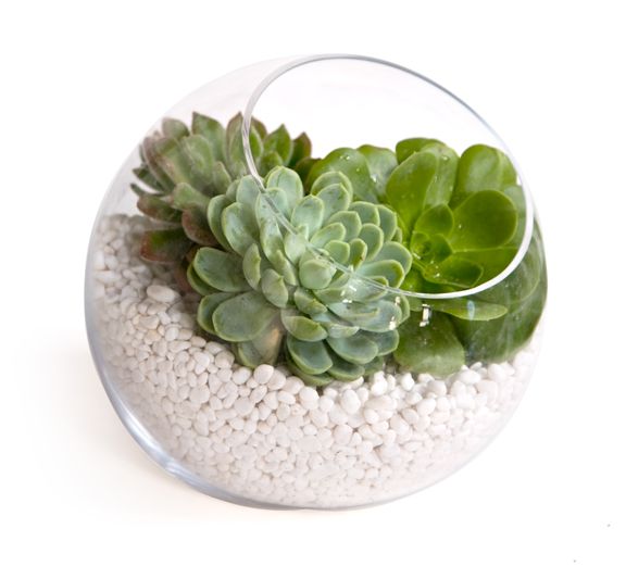 Easy DIY centerpiece idea- rich succulents in clear Zen bowl with white stones