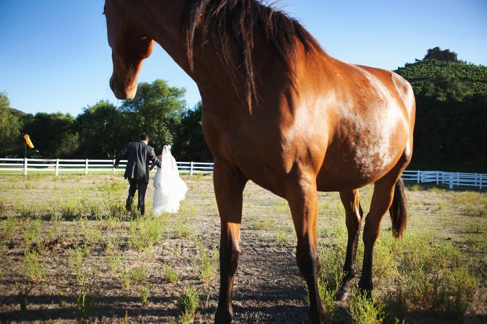 elegant malibu wedding bride groom portrait with horses