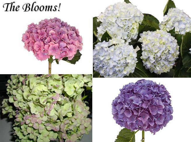 Anna Paquin, Stephen Moyer wedding details- white, purple, pink, green hydrangeas for wedding flower