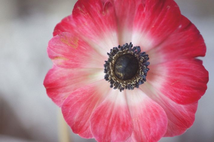 anemone wedding flowers red white black
