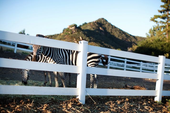 wild animals at real weddings California outdoor wedding
