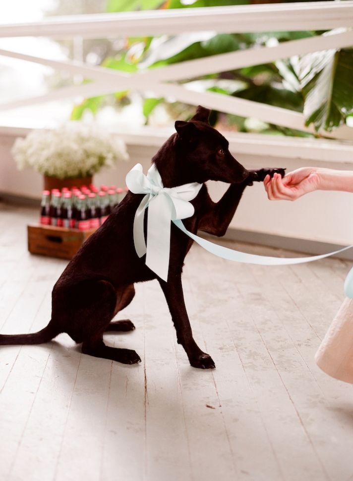 romantic wedding details outdoor weddings ring bearer puppy