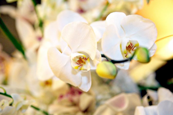 Elegant and classic ivory orchid bridal bouquet for chic downtown Baltimore, Maryland wedding