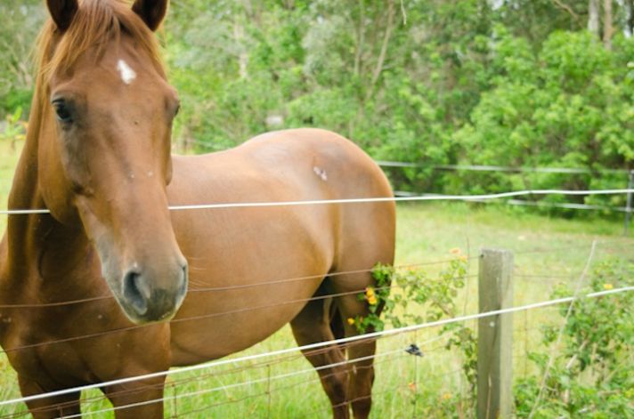 romantic outdoor wedding spring wedding inspiration horses