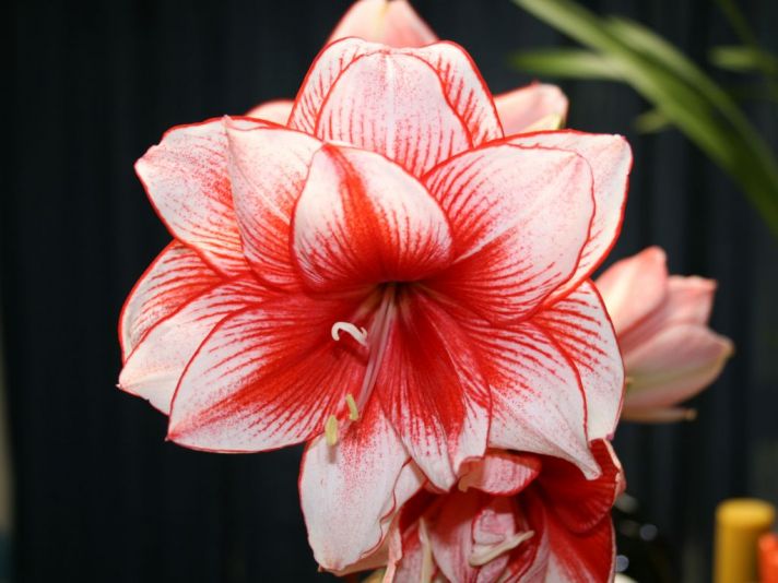 Gorgeous red and white amaryllis, perfect for a holiday soiree or Asian-themed wedding