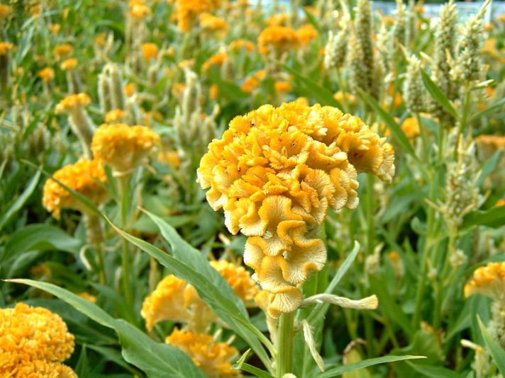 Vibrant yellow fresh Cockscomb Celosia flowers
