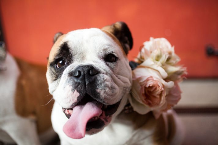 funny wedding photos escape from wedding planning stress Unforgettable Ring Bearers puppy