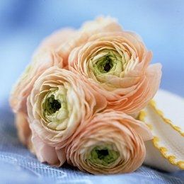 Bridal bouquet made of peach, ivory and freen ranunculus- whimsical and romantic!