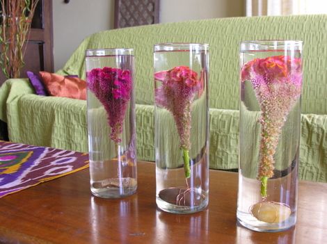 Pink, fuchsia and orange celosias submerged in clear hurricane vases