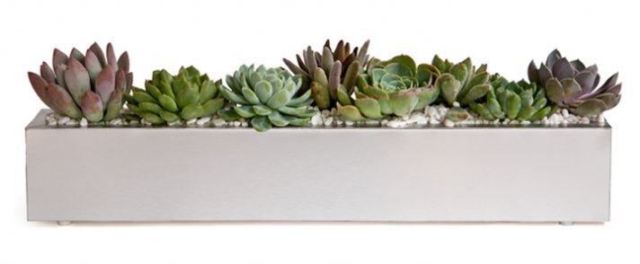 Easy DIY centerpiece idea- velvety succulents arranged in brushed aluminum trough