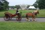 Transportation & Limos in Virginia: Harmon's Horse Drawn Carriages