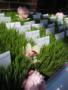 Florists & Flowers in Mount Prospect, IL: A Perfect Petal