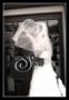 Photographers in Edgewood, WA: Stacy Jacobsen Photography