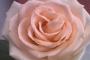 Favors & Gifts in Dalzell, SC: Wedding Necessaries