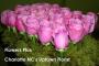 Florists & Flowers in Charlotte, NC: Flowers Plus