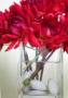 Decorations & Rentals in Andover, MA: Dahlia Event Details