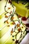 Photographers in Olathe, KS: Obscura Photography