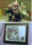 Florists & Flowers in Connersville, IN: Pressed Poseys by Linda