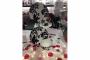 Parties, Showers in Pennsylvania: Sofia's Soiree