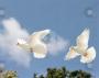 Decorations & Rentals in Bentonville, AR: white wing loft