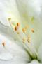 Videographers in Cincinnati, OH: white flower films LLC