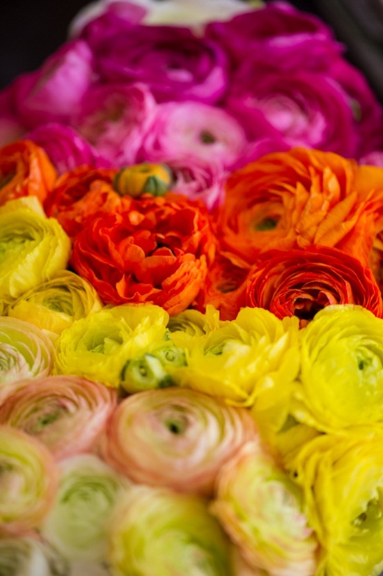 yellow orange pink ombre ranunculus