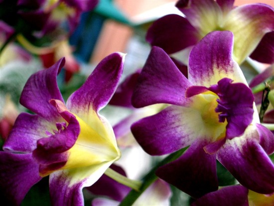 photo of Bring the celebration home with a tropical-themed party!