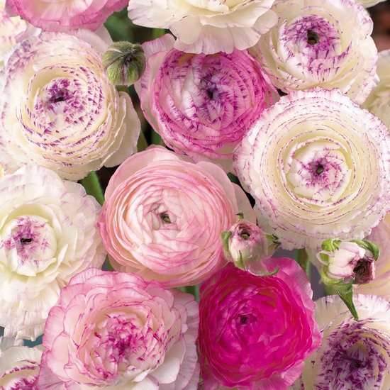 photo of wedding flowers pink and ivory ranunculus