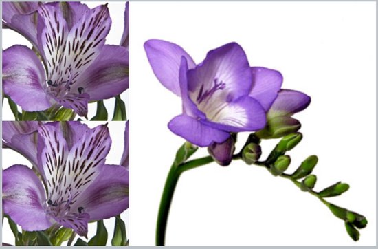 photo of Fifty Flowers