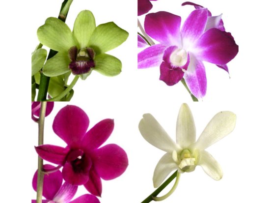 photo of Fifty Flowers