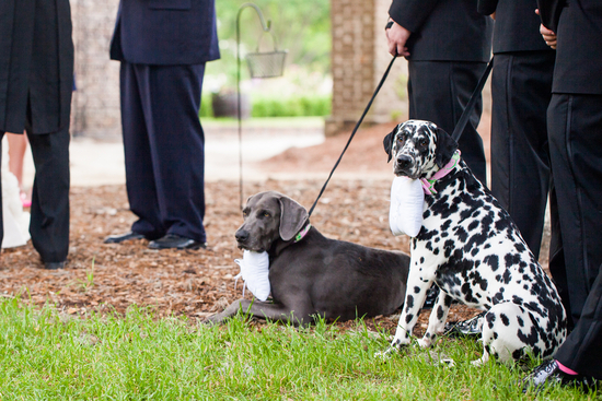 Double trouble wedding ring bearer dogs