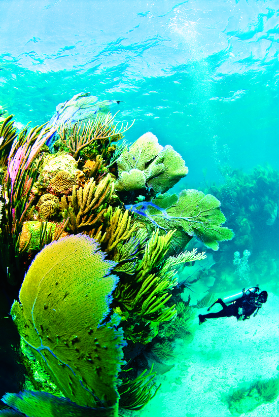 photo of The Perfect Bermuda Honeymoon—Guide to Adventure