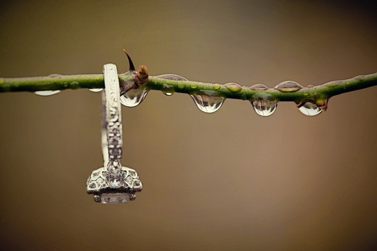 photo of Fantastic Ring Shots in Nature