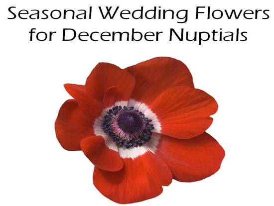 photo of 7 Unique and In-Season Blooms for December Weddings