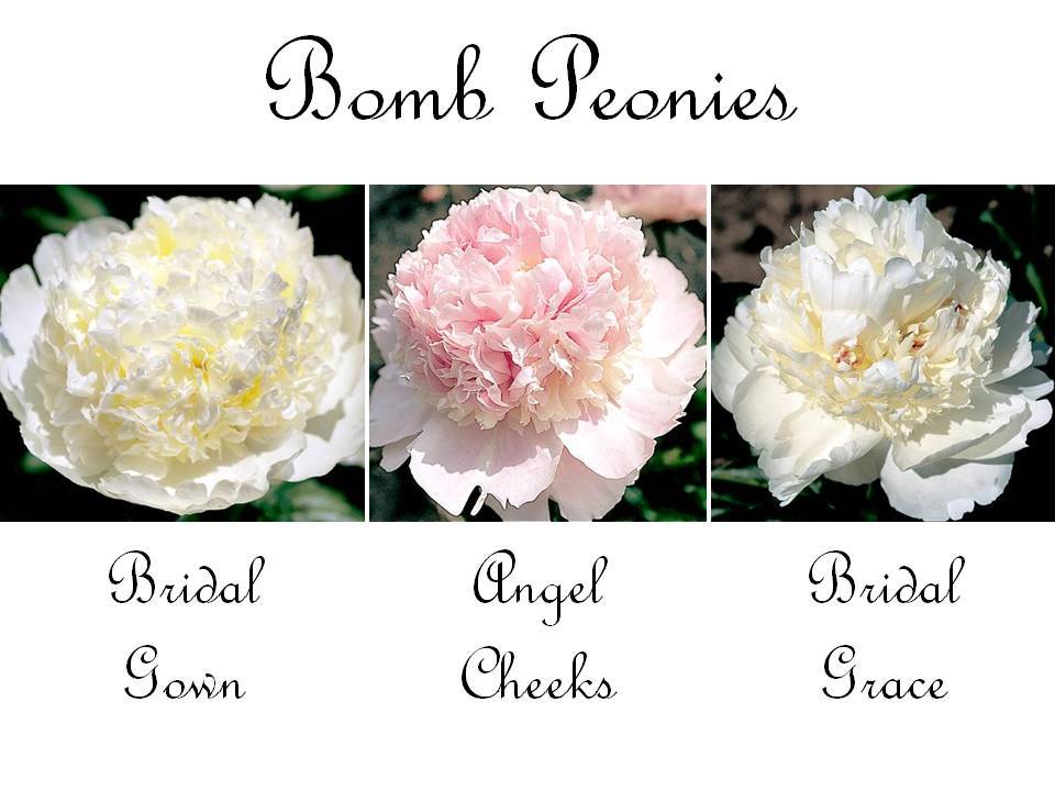 Romantic-wedding-flowers-bomb-peonies-lush-voluminous.full