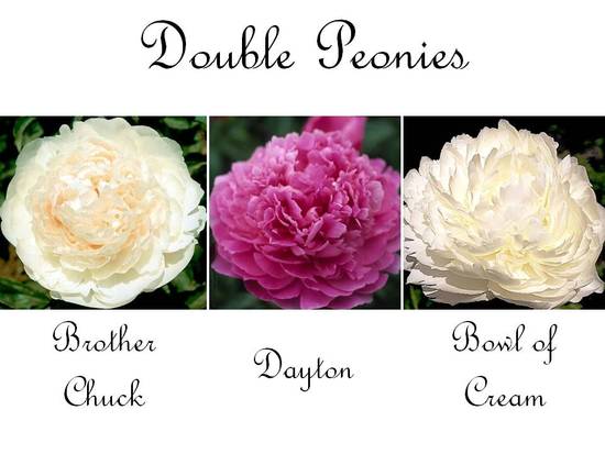 photo of Romantic Wedding Flowers: Top 3 Reasons Why Peonies Rock for Your Wedding!
