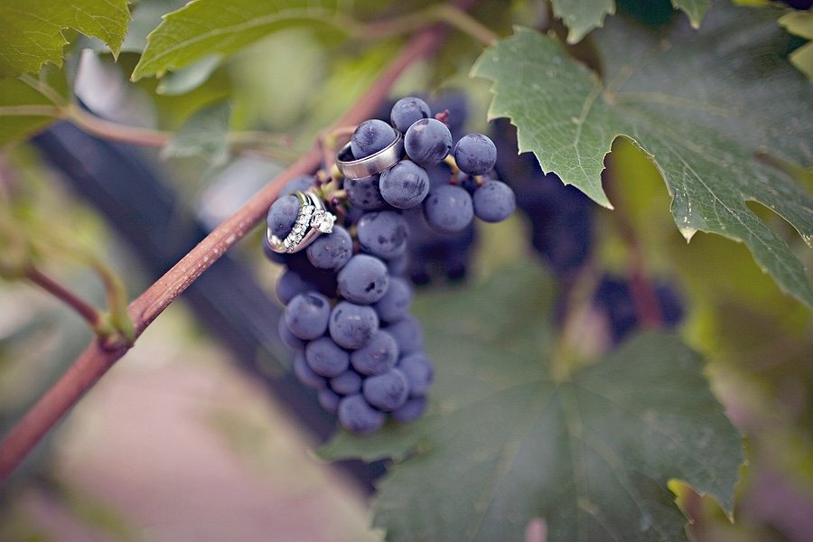 New-hampshire-winery-wedding-vineyard-grapes-photographed-with-diamond-wedding-bands-engagement-rings.full