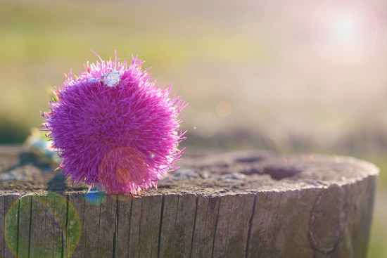 photo of Something Borrowed Photography