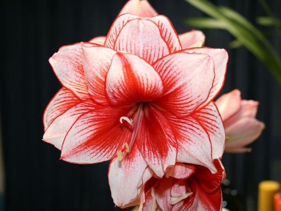 photo of Flowers are Expensive: Save By Choosing Seasonal Buds that are in Bloom!