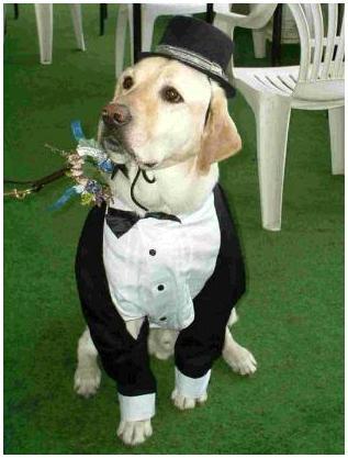 photo of The Man Registry: Tastefully Including Pets In Your Wedding