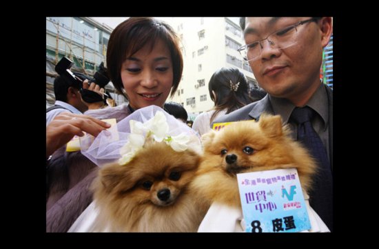 photo of wacky wedding photos weird crazy weddings friday the 13th dogs get hitched